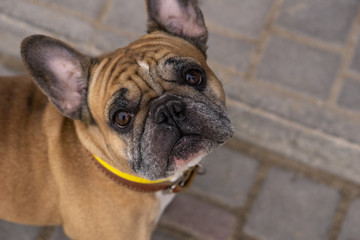 Obraz premium portrait of a pug in the winter for a walk