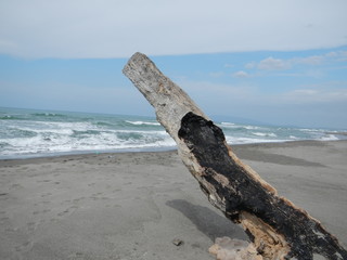 tronco sulla spiaggia