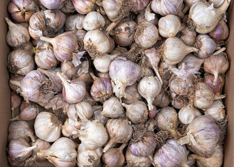 unpeeled fresh garlic fruit, full frame