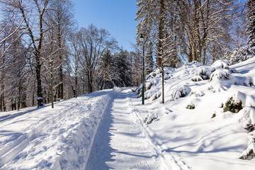 The road between the snowy trees.