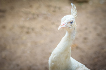 Beautiful young white peafowl. White young male albino peacock.
