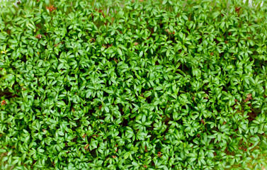 Watercress cress salad green sprouts close up as a background