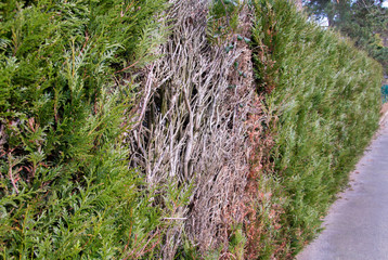 a fence from the bushes, a dry bush in the row