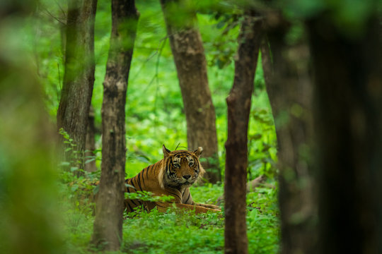 A dominant male tiger spotted in monsoon green in a rainy season on a safari at Ranthambore National Park India