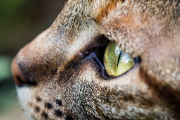 closeup of a cat's eye