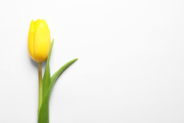 Beautiful spring tulip on white background, top view. International Women's Day