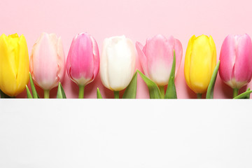 Flat lay composition of beautiful spring tulips on color background, space for text. International Women's Day