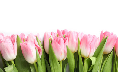 Beautiful spring tulips on white background, top view. International Women's Day