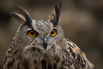 Eurasian Eagle Owl - 248917916
