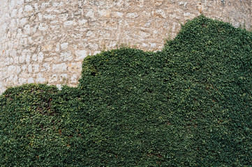 Green ivy grows on the stone wall