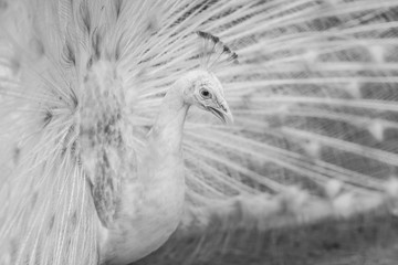 Beautiful black and white abstract background of peacock showing beautiful plumage and spreading tail-feathers in breading season.
