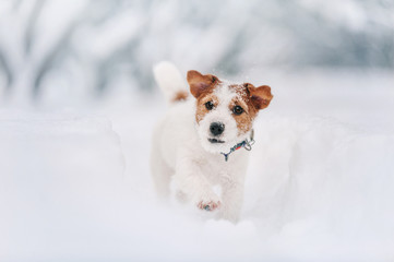 Smart Jack Russell terrier is running on snow path