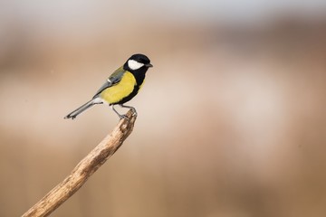 Great Tit, Parus major, black and yellow songbird