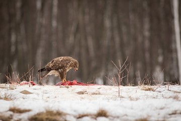 Portrait Buzzard, winter background, Brown bird