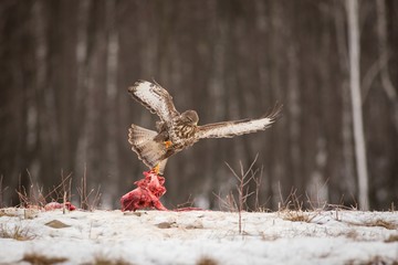 flying Buzzard, Brown predator.