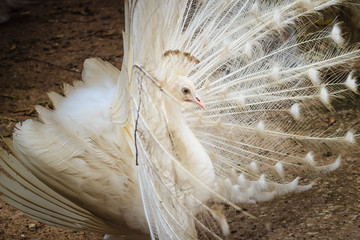 Beautiful white peafowl with feathers out. White male peacock with spread feathers. Albino peacock with fully opened tail.