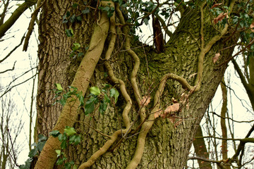 Tree covered with ivy vines in the autumn forest
