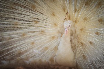 Beautiful white peafowl with feathers out. White male peacock with spread feathers. Albino peacock with fully opened tail.