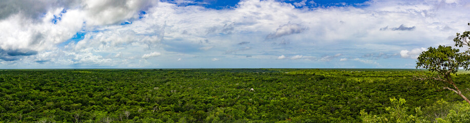 Fototapeta na wymiar Minimalistischer Hintergrund, Regenwald, Südamerika