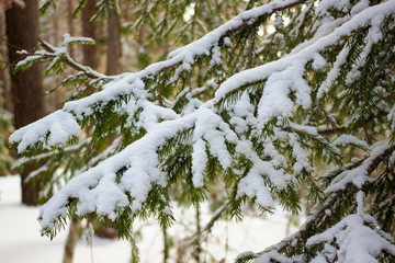 Defocused natural winter background. Christmas evergreen spruce branch with fresh snow
