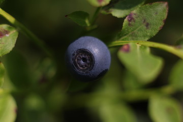 blueberry macro