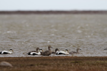 Common Eider Duck flock swimming in a cold arctic lake, in fall, near Arviat Nunavut Canada