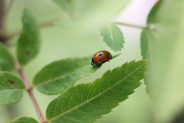 ladybug