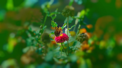 beautiful butterfly flying over a flower, closeup. Spring. Nature. Sunny day. Wallpaper. Background.