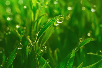 Fresh green grass with dew drops closeup