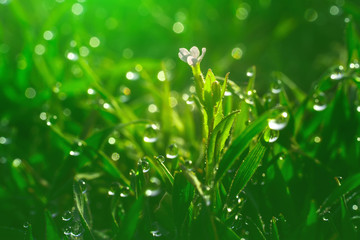 Fresh green grass with dew drops closeup