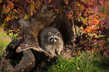 Raccoon (Procyon lotor) Looks Out From Inside Log Autumn