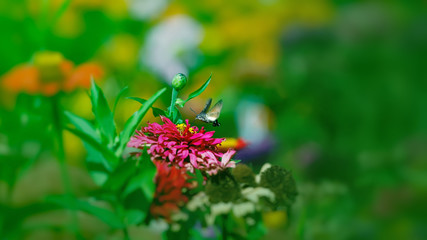 beautiful butterfly flying over a flower, closeup. Spring. Nature. Sunny day. Wallpaper. Background