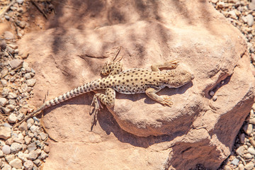 Long Nosed Leopard Lizard
