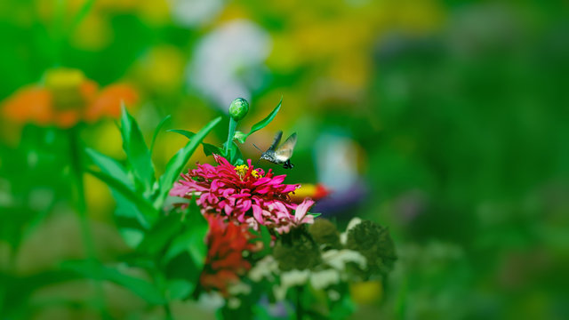 Roisterer Images – Browse 98 Stock Photos, Vectors, and Video | Adobe Stock