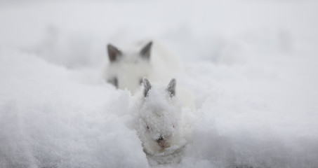 two rabbits in winter