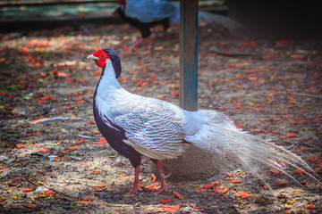Young male of the Silver Pheasant (Lophura nycthemera)