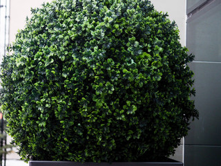 Big evergreen tree Buxus sempervirens common box, European box, or boxwood in pot near house