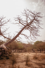 Wild life in Safari. Baobab and bush jungles in Senegal, Africa. Bandia Reserve. Hot, dry climate