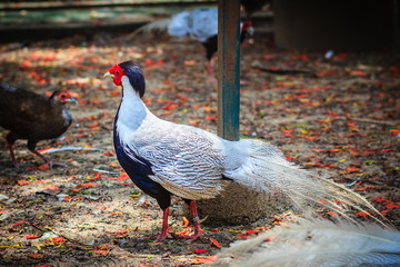 Young male of the Silver Pheasant (Lophura nycthemera)