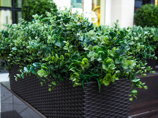 Big evergreen tree Buxus sempervirens common box, European box, or boxwood in pot near house