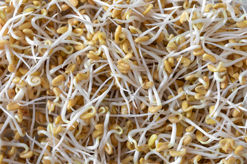 Closeup of sprouted fenugreek seeds