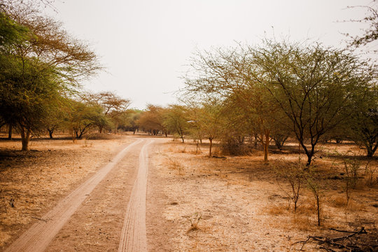 Sandy road. Wild life in Safari. Baobab and bush jungles in Senegal, Africa. Bandia Reserve. Hot, dry climate