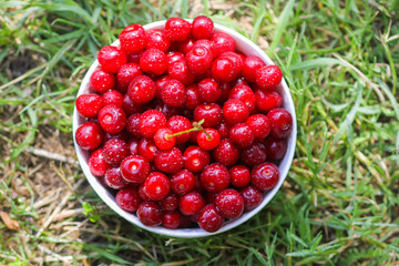 Fresh ripe sweet summer cherries in a white ceramics cup on green grass in summer garden