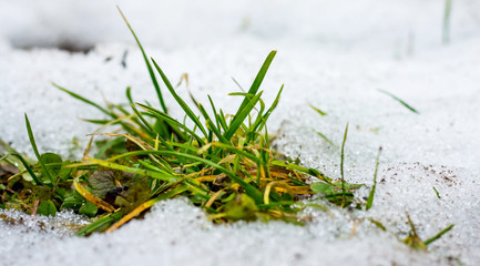 Green grass on the glade on the background of snow. Early spring_