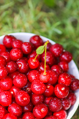 Fresh ripe sweet summer cherries in a white ceramics cup on green grass in summer garden