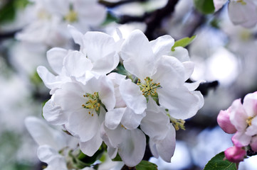 Flowers of an apple-tree in the spring. Beautiful nature background outdoors in summer, in spring close-up macro.