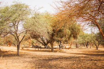 Zebras hiding under the trees. Wild life in Safari. Baobab and bush jungles in Senegal, Africa....