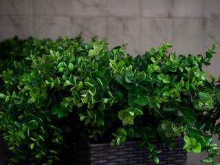 Big evergreen tree Buxus sempervirens common box, European box, or boxwood in pot near house