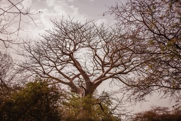 Fototapeta na wymiar Top of tree on the sky on background. Wild life in Safari. Baobab and bush jungles in Senegal, Africa. Bandia Reserve. Hot, dry climate