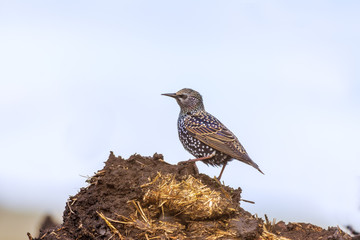 Common starling staying on the ground.